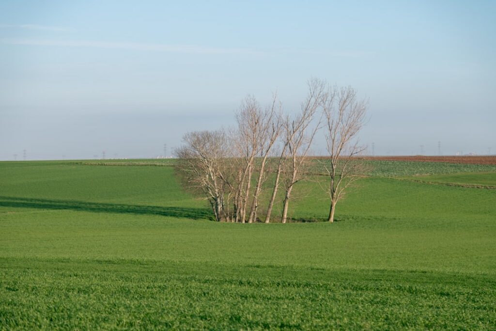 Weiland met bomen